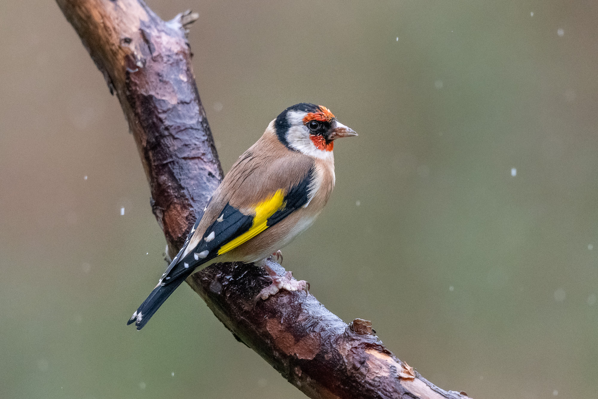 Goldfinch in the Rain