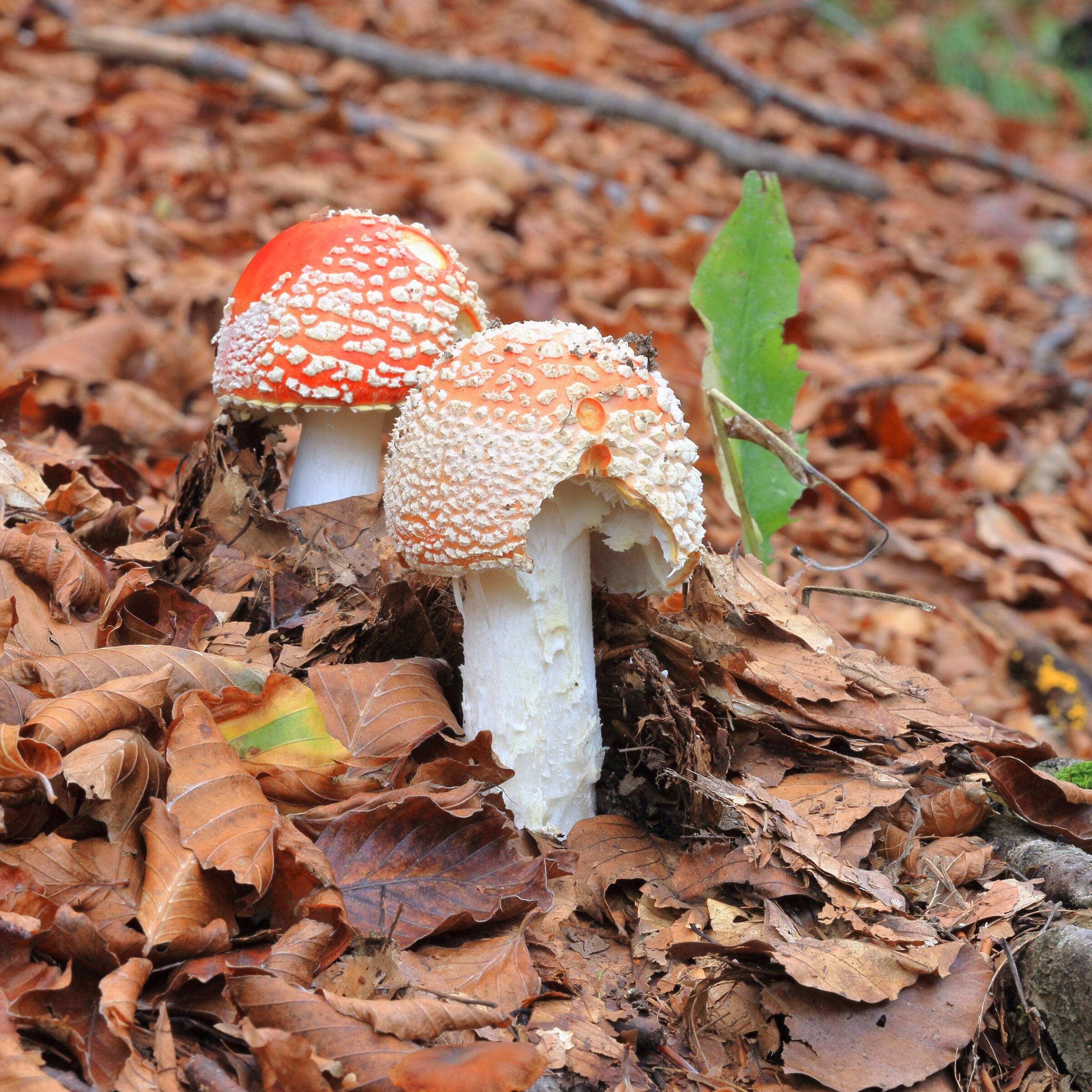 Amanita Muscaria