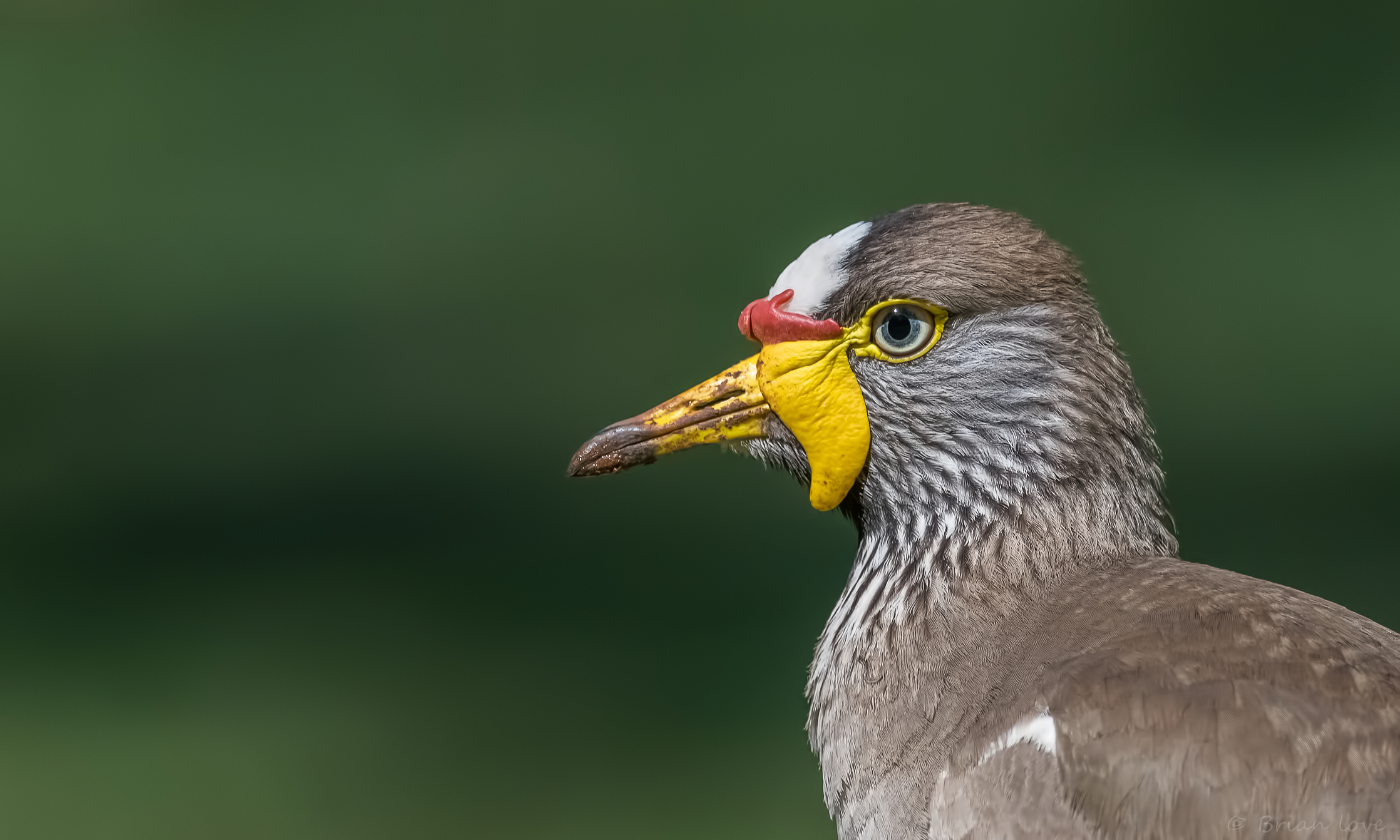 African wattled lapwing (Vanellus senegallus)