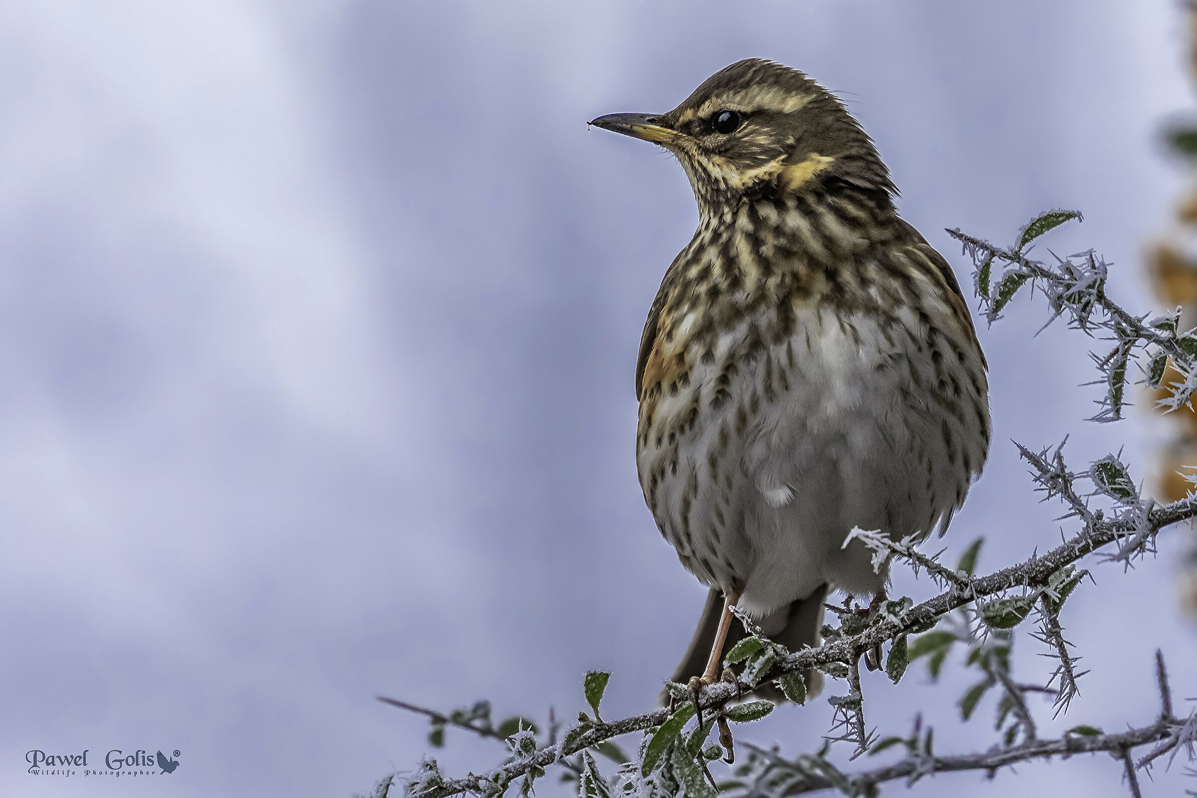 Redwing (Turdus iliacus)
