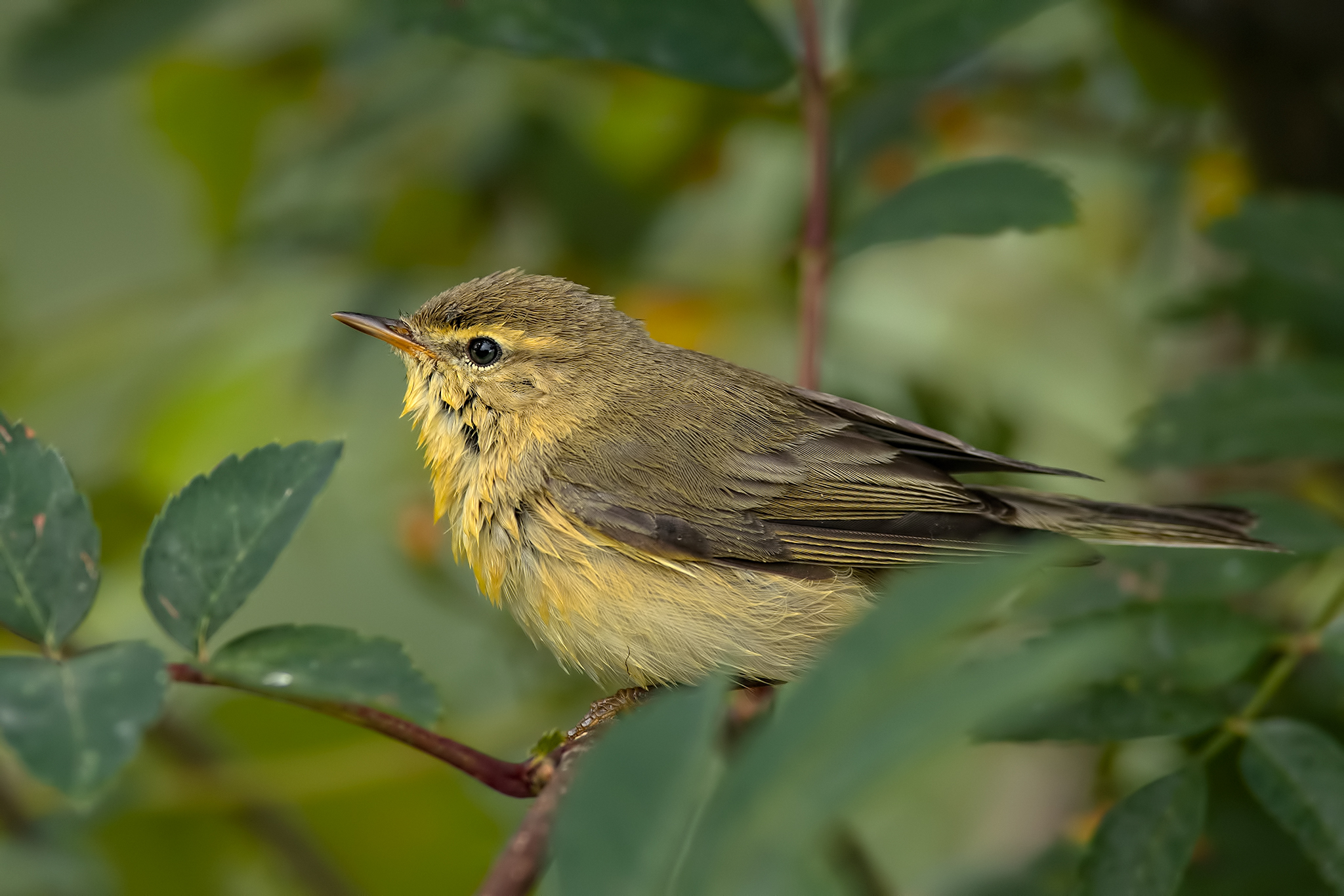 Luì piccolo bagnato