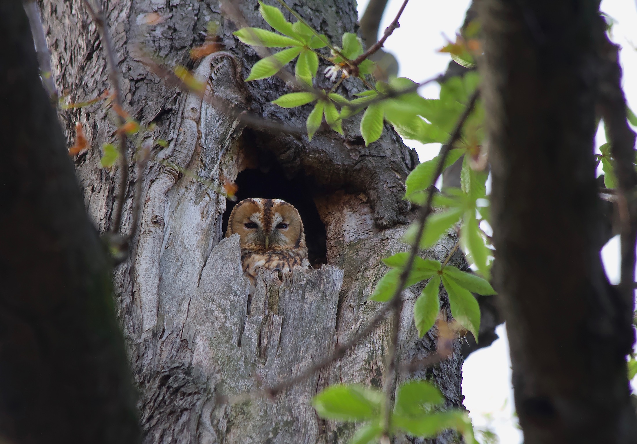 tawny owl