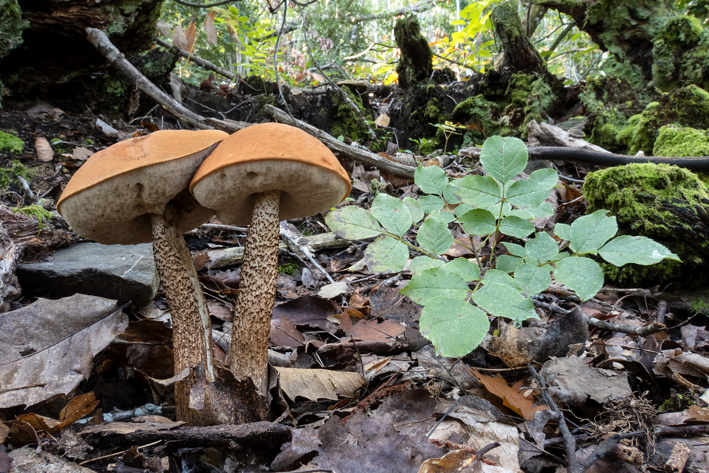 Leccinum quercinum