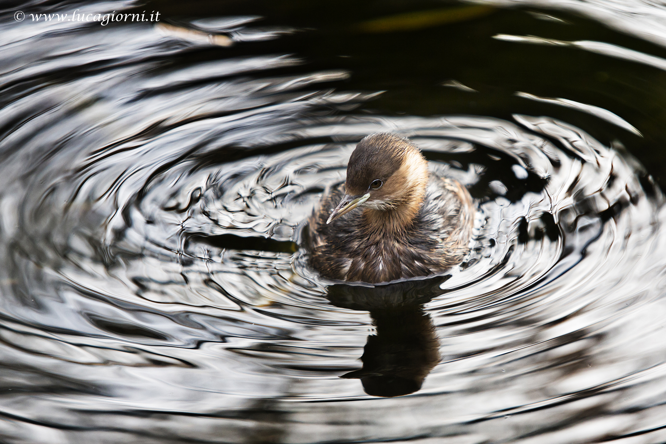 Little Grebe ..... nice face