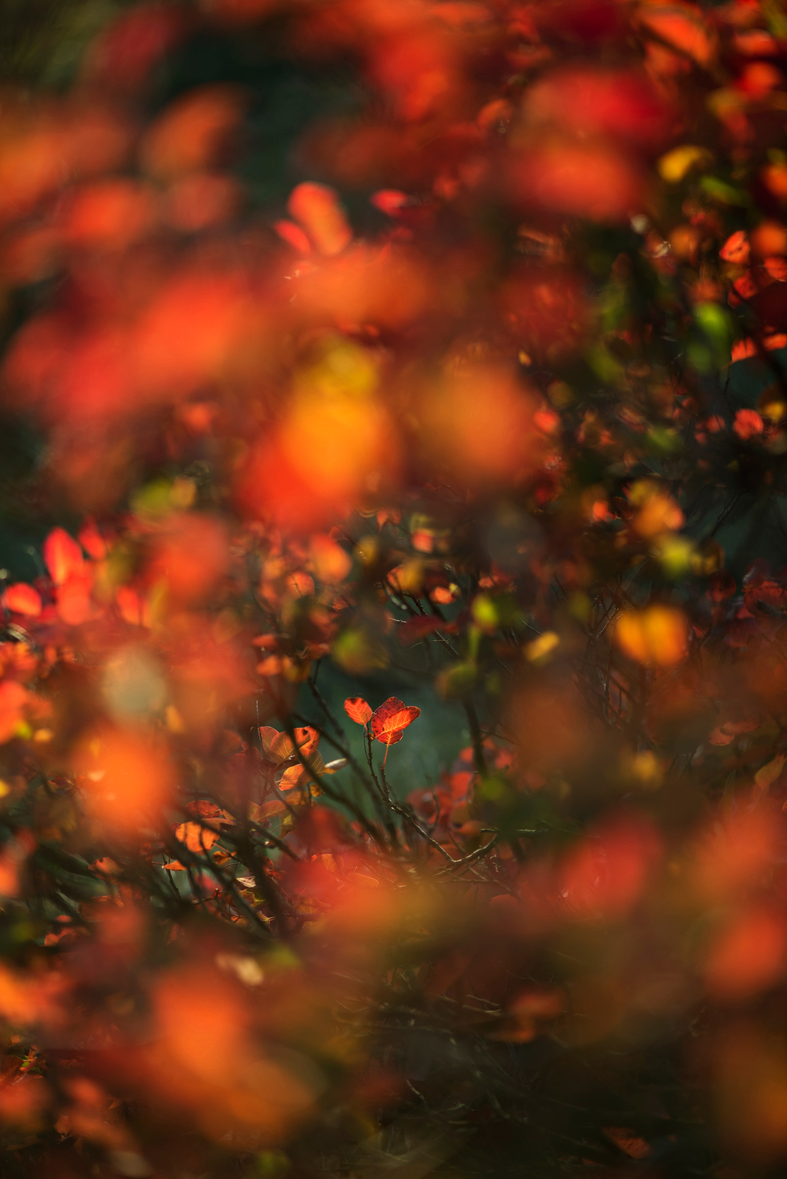 The 1001 colors of the Carso.