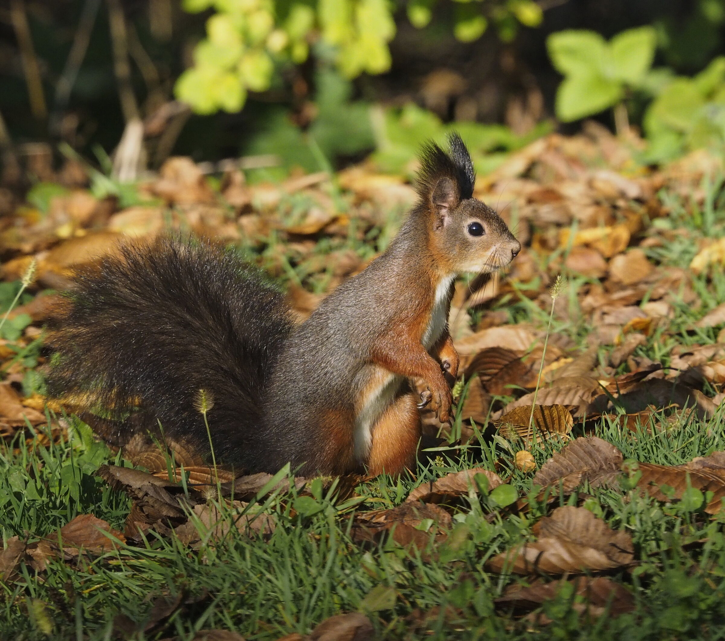 Tra le foglie secche