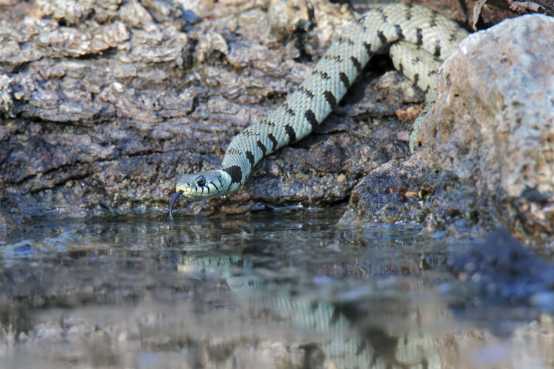Collar Natrix (Natrix Natrix)