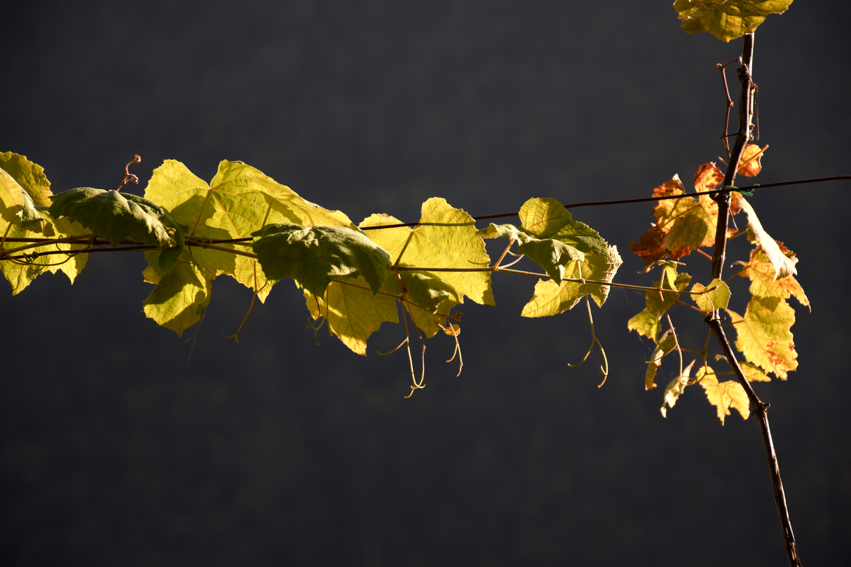 Autumn - grape leaves - sun