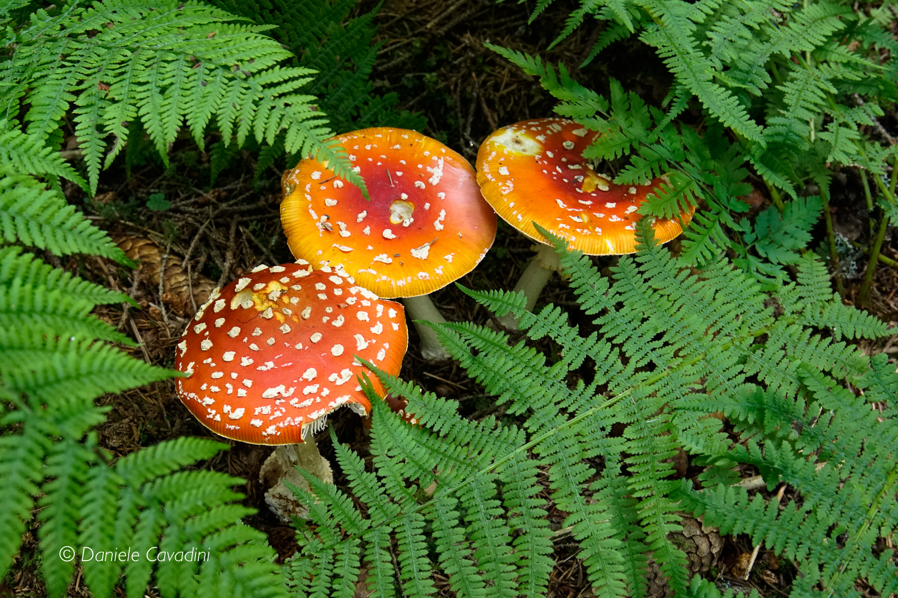Scoperti