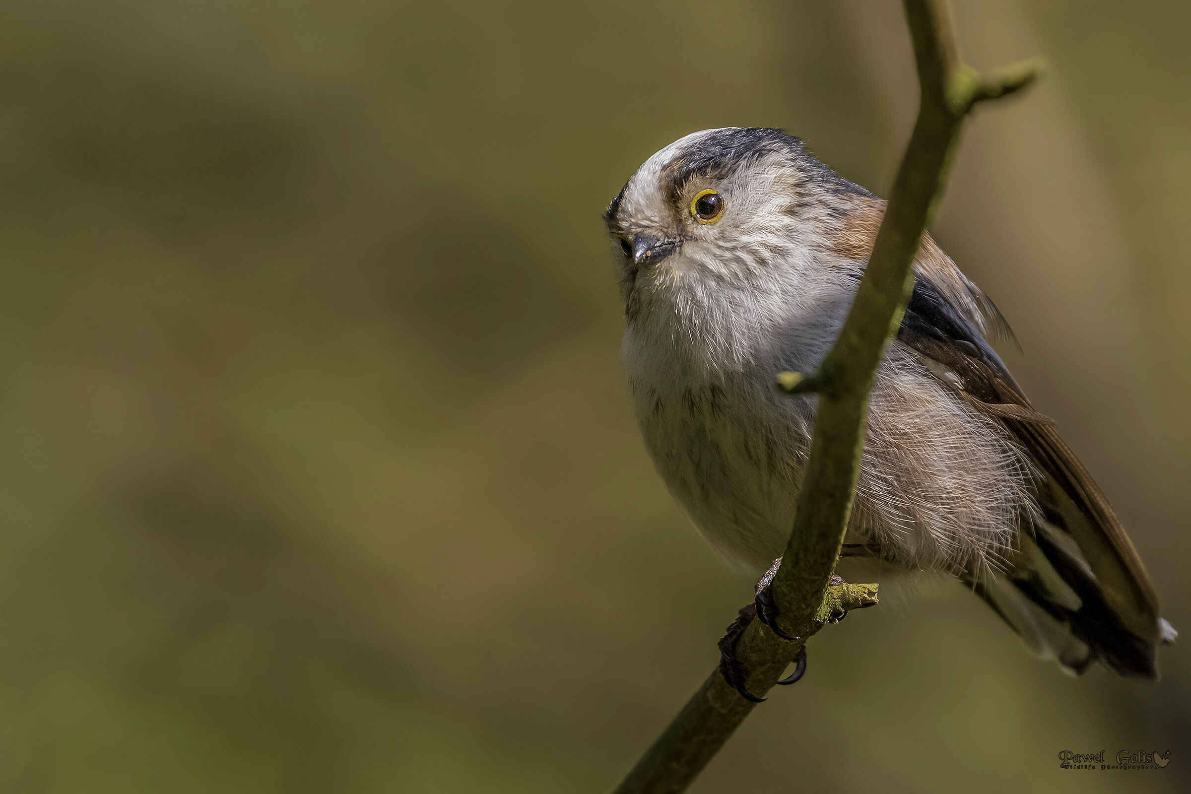 Bushtit dalla coda lunga (Aegithalos caudatus)