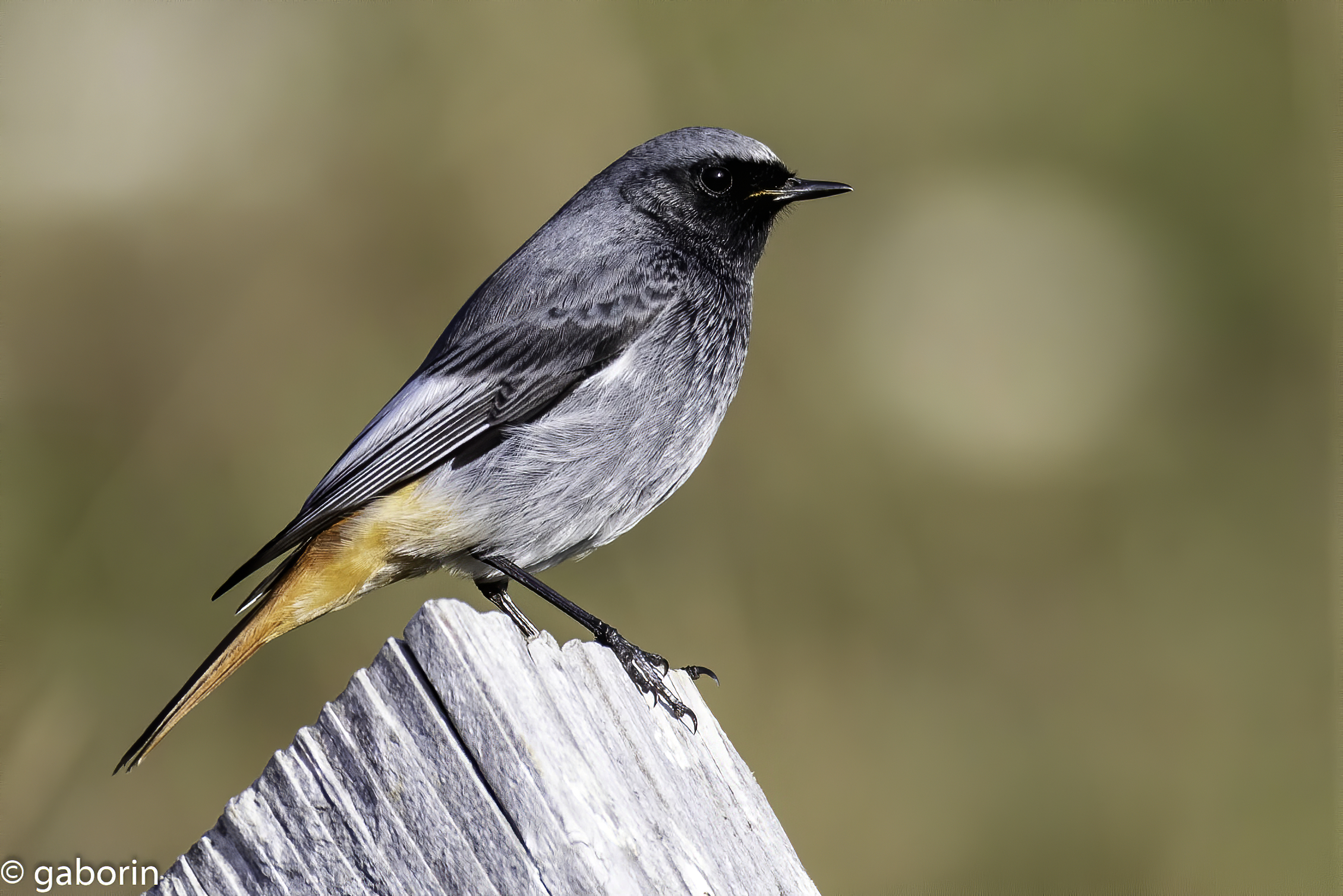 codirosso spazzacamino