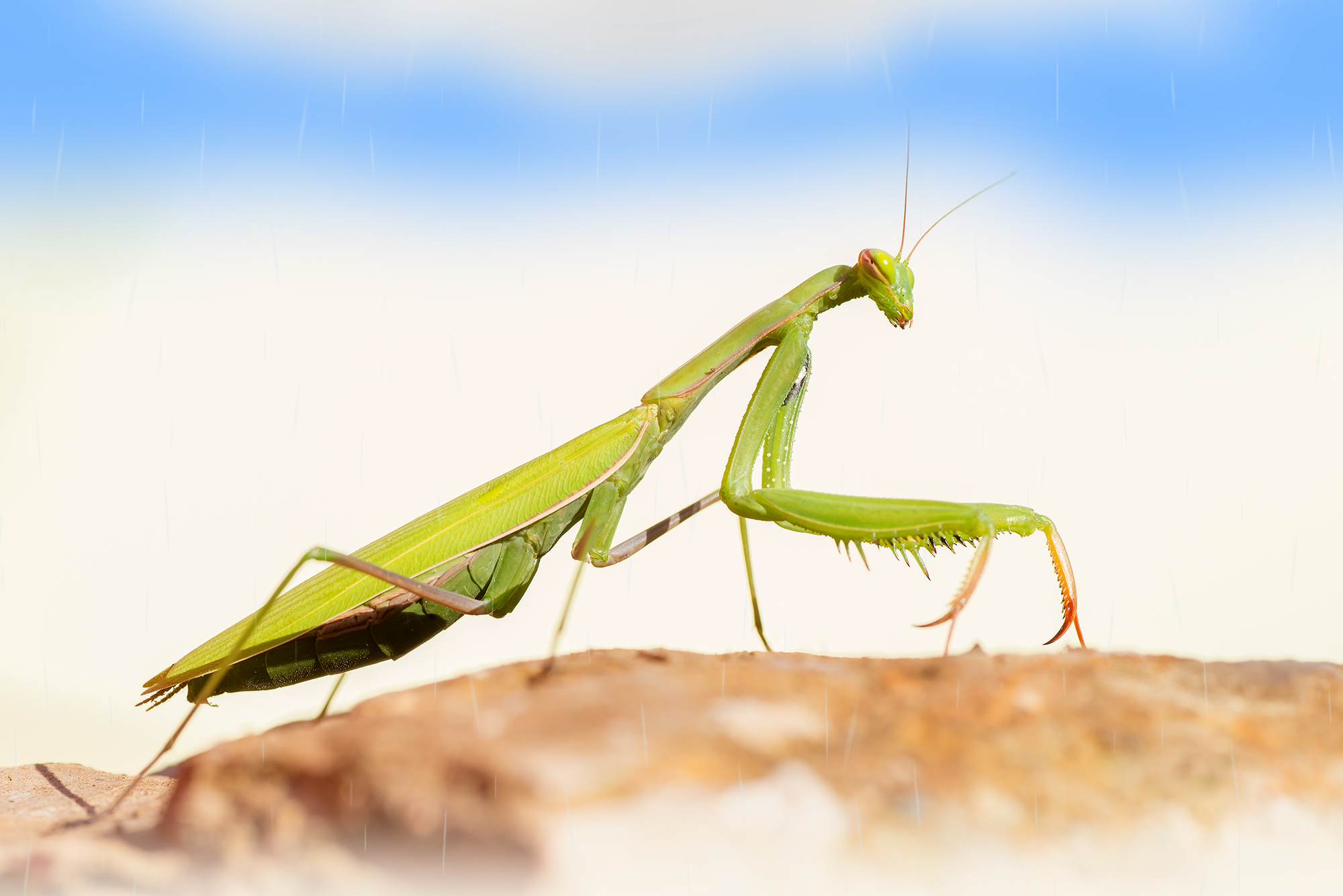 Mantis in colors.