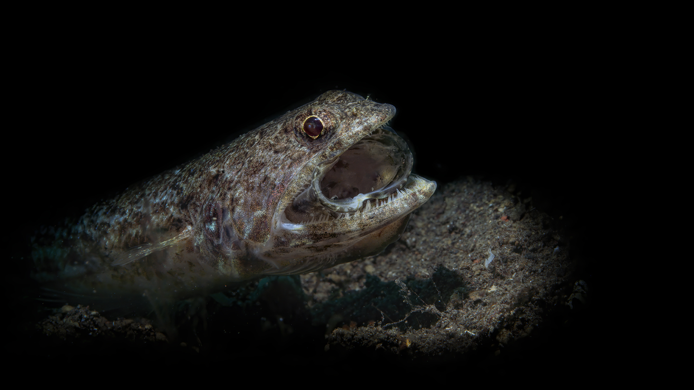 la disperazione del terzo incomodo