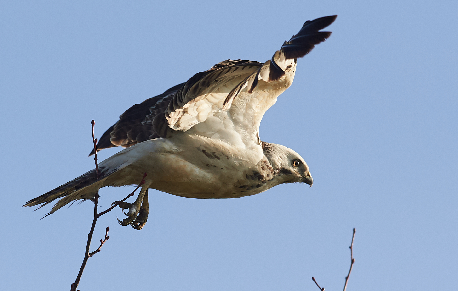 European common Buzzard early morning light