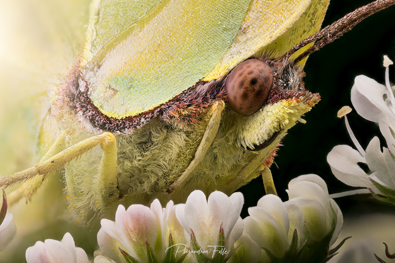 Cedarnella - Gonepteryx Rhamni - Leaf Butterfly
