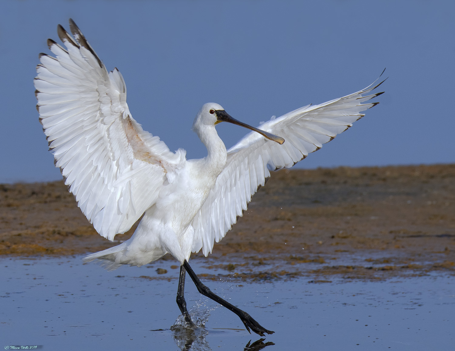 Spatula (Platalea leucorodia)