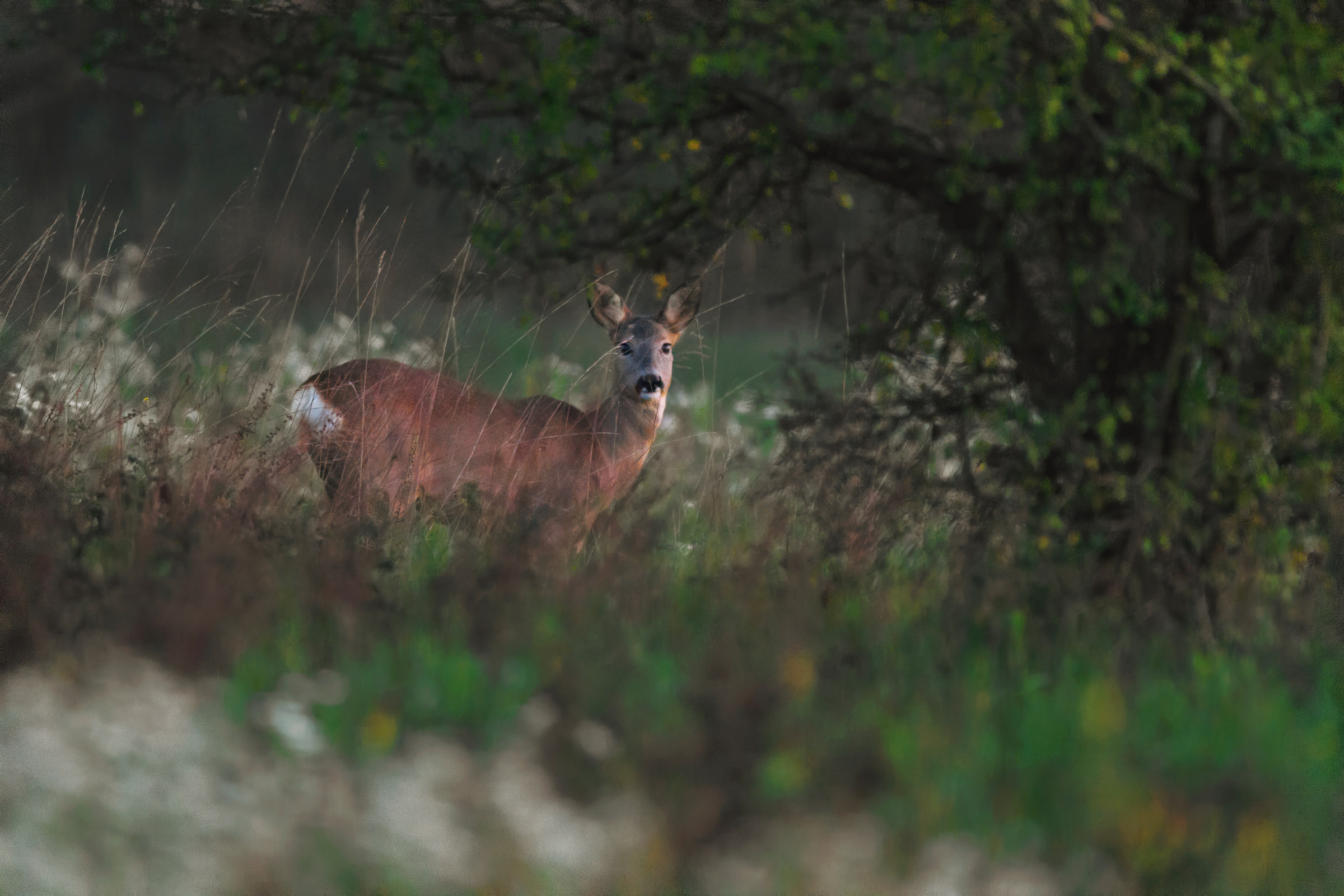 Meeting serale a 12.800 iso.