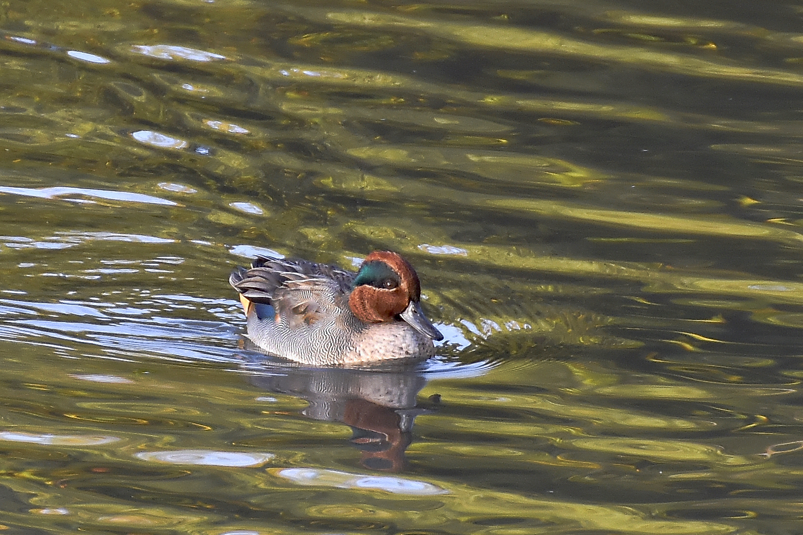 male riseover on the lake with golden reflections