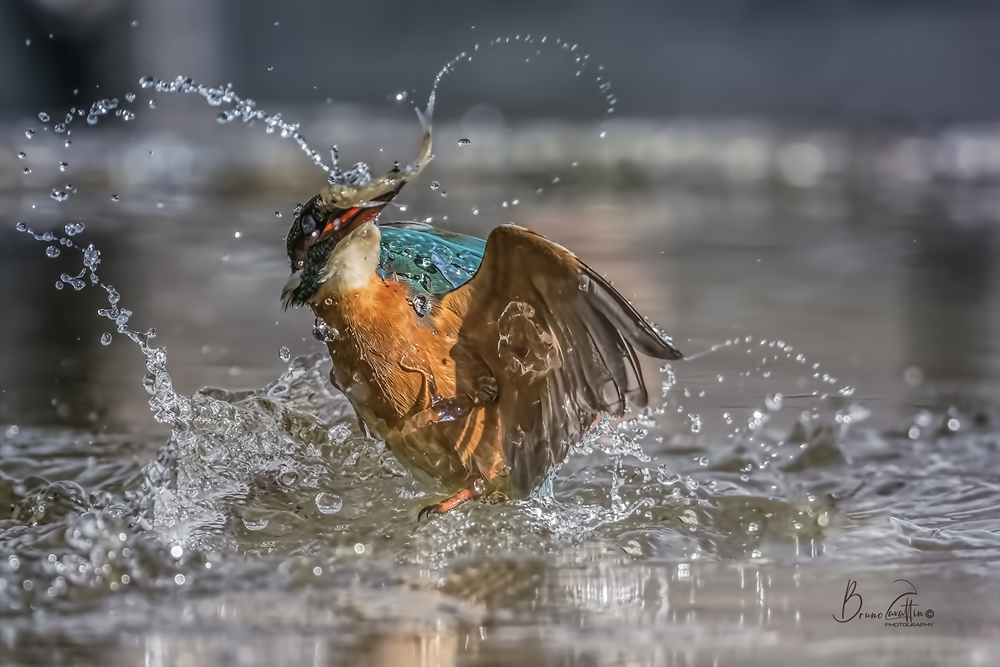 Kingfisher