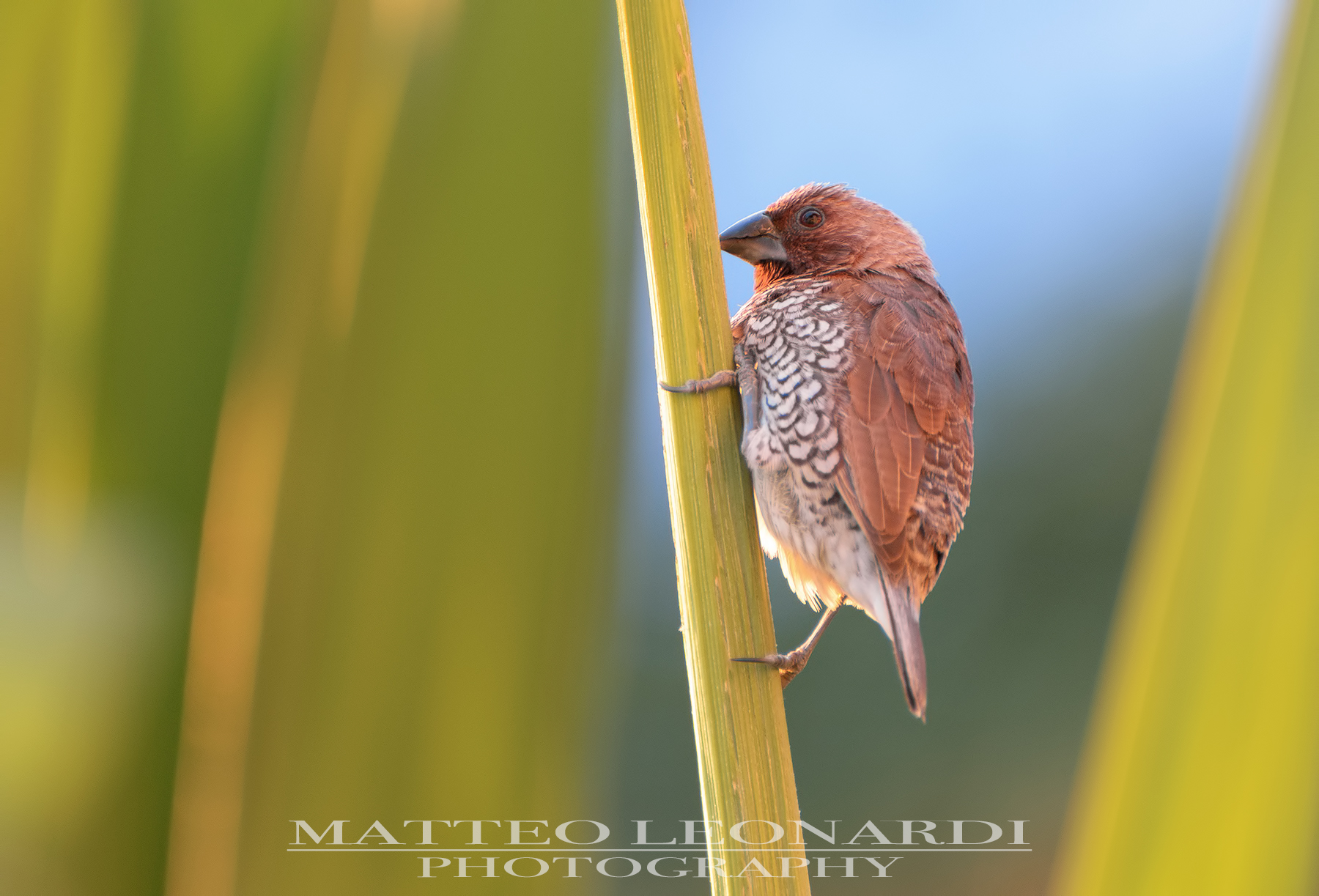 Domino - Mauritius 2019