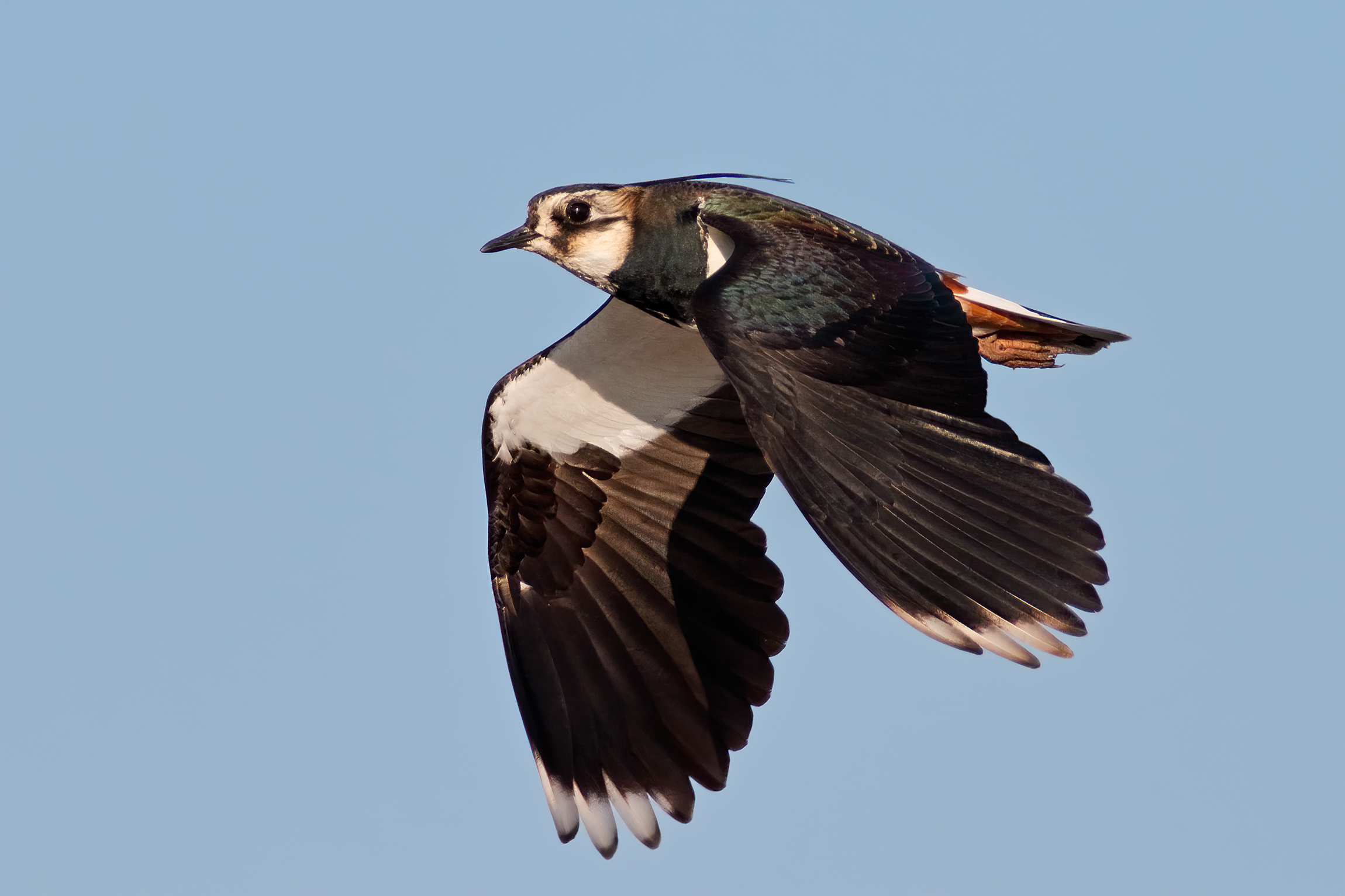 Lapwing