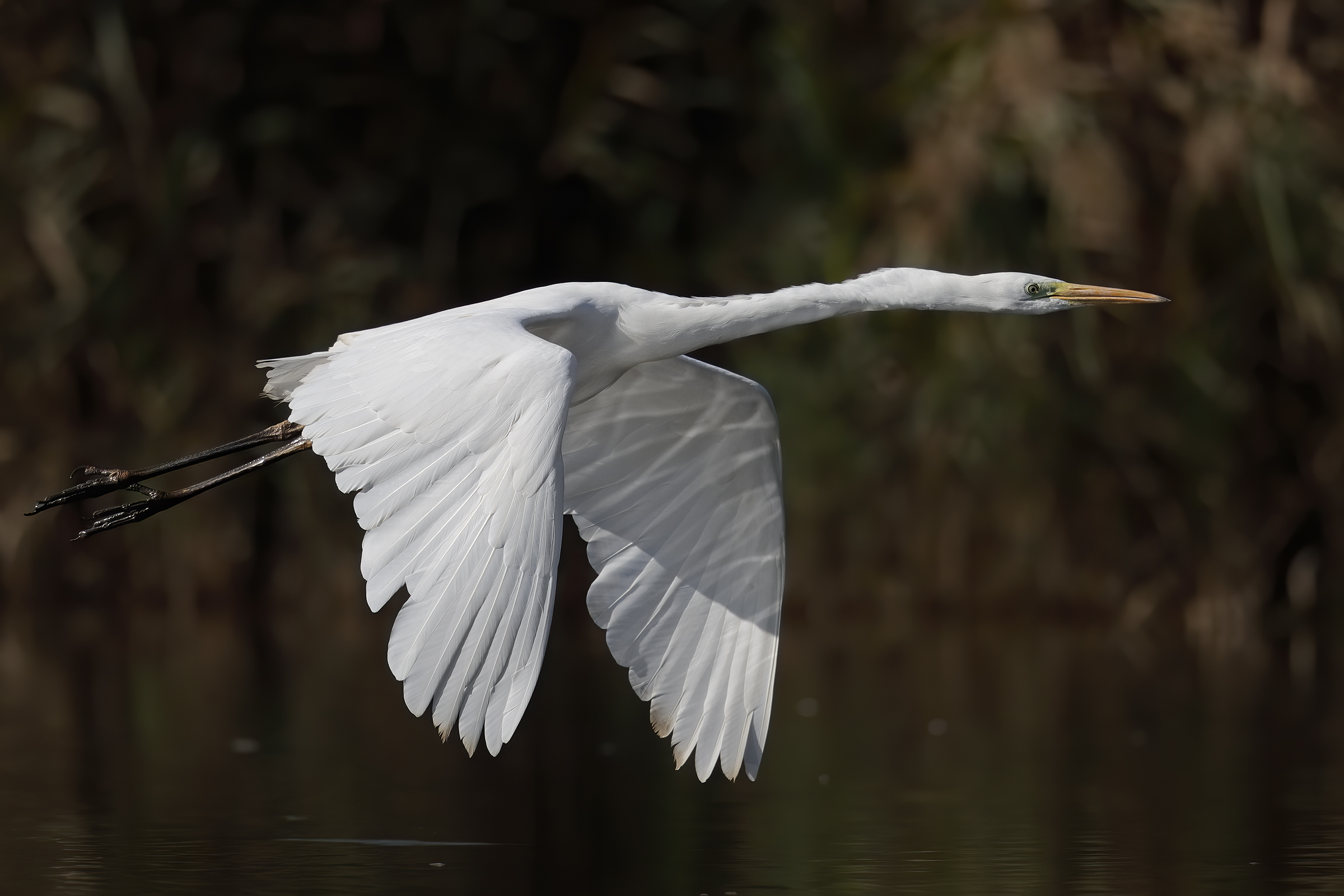Major white heron