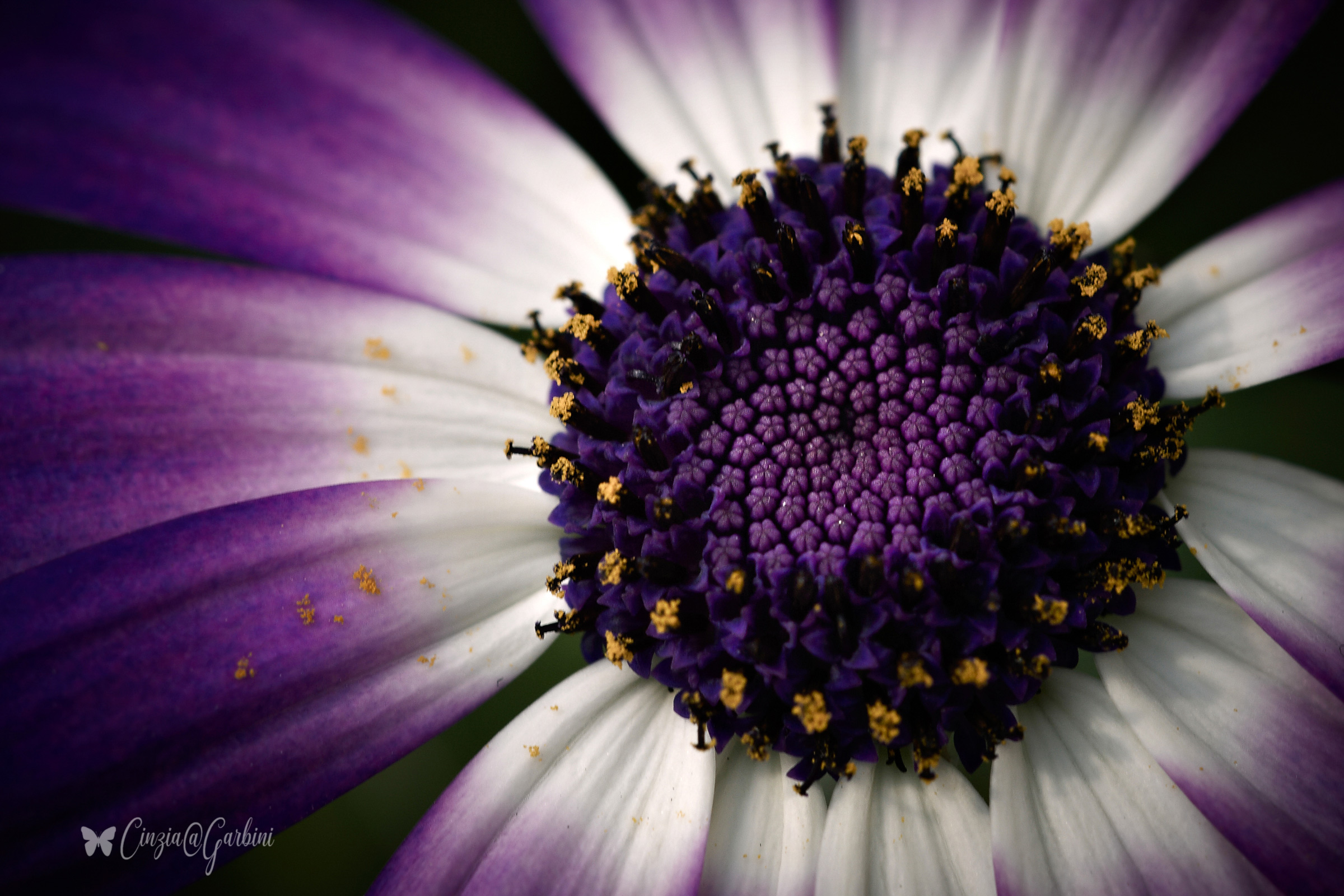 Cinerea- Pericallis Hybrid