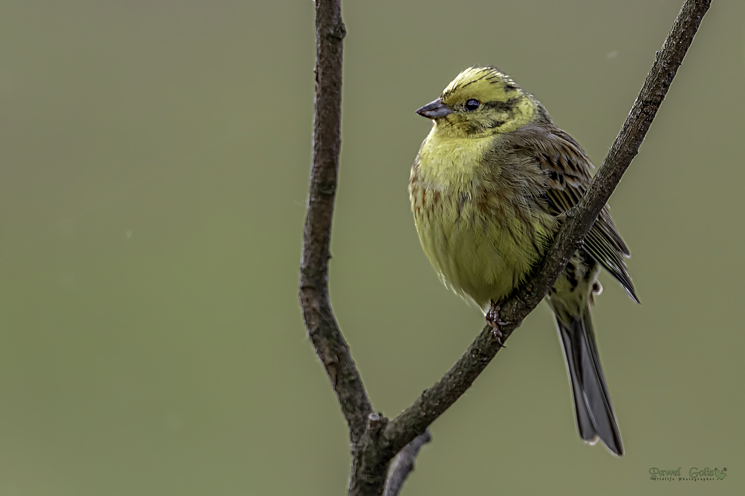 Siskin ?