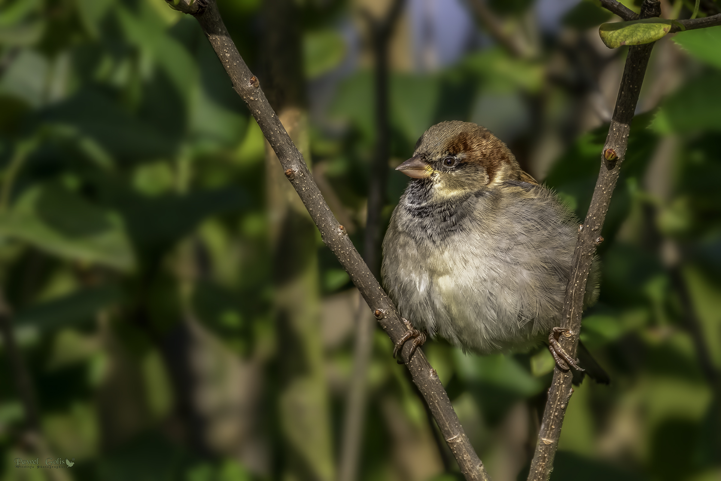 Passero di casa (Passer domesticus)