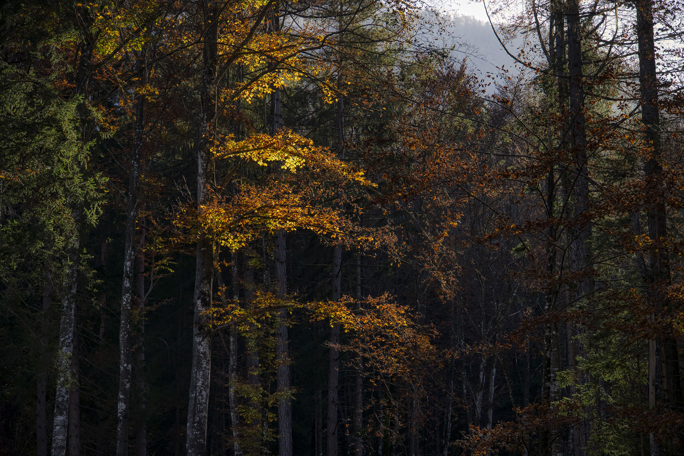 Foliage 1