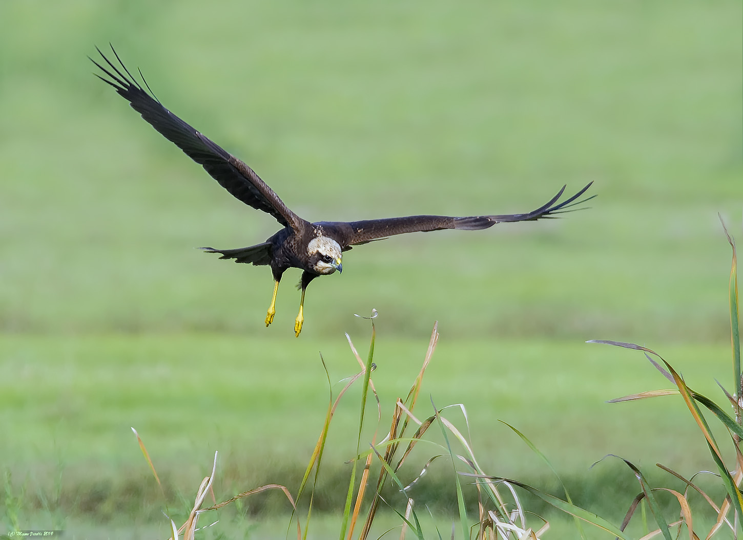Swamp Hawk (Circus aeruginosus)