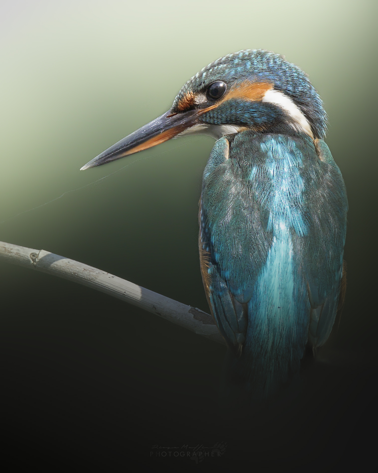 Kingfisher HD
