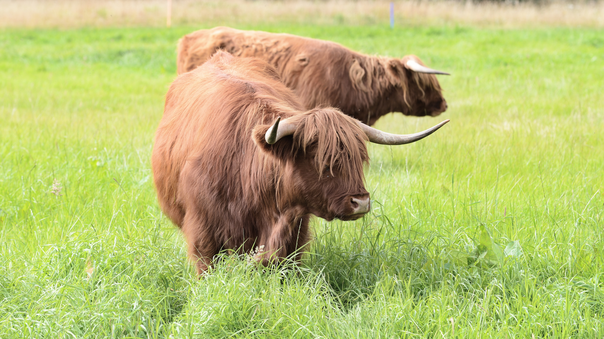 Hoghlands furry cattle