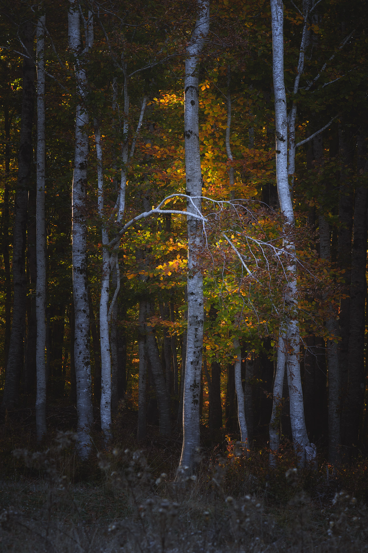 Nightmare before light