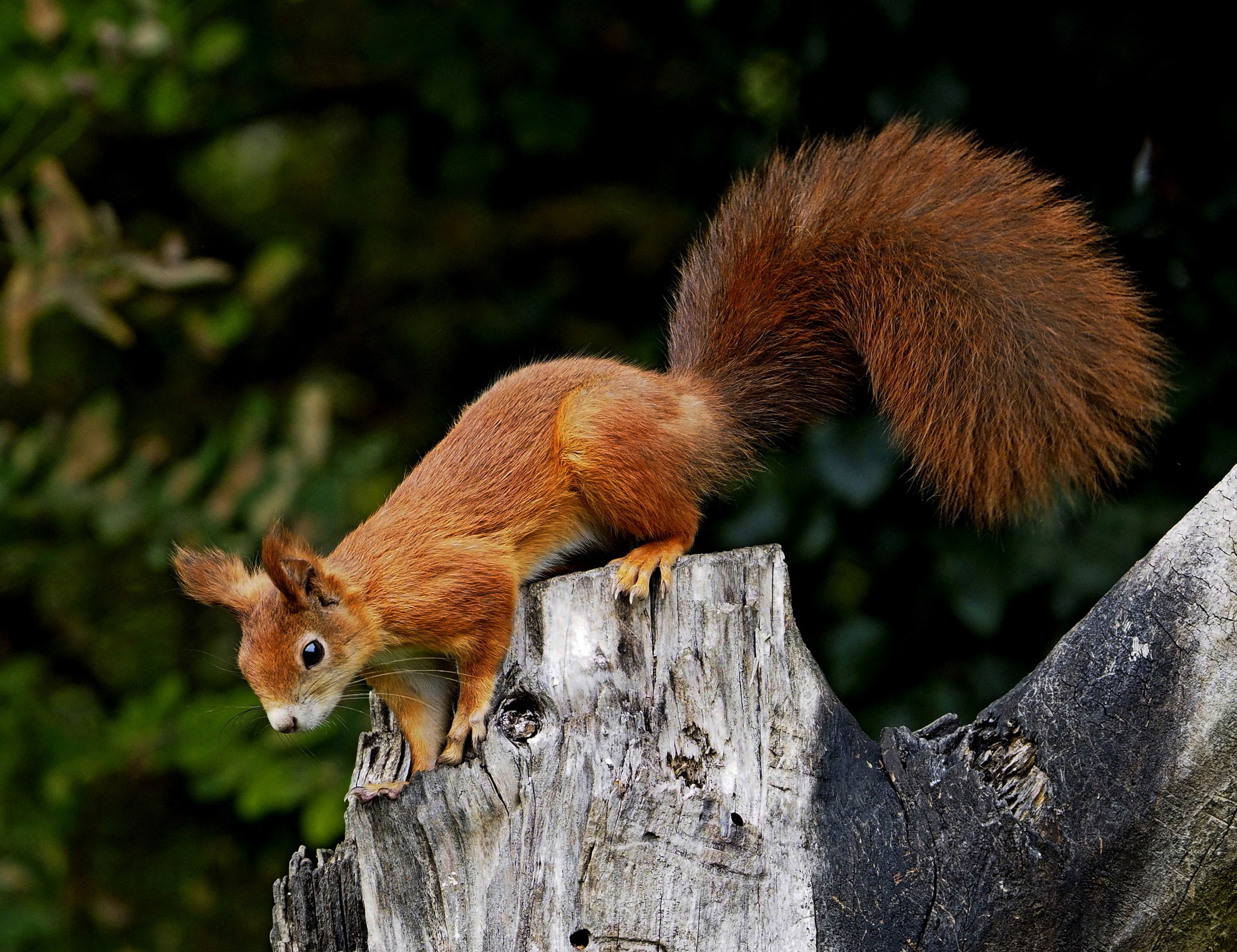 The Red and its flaming tail