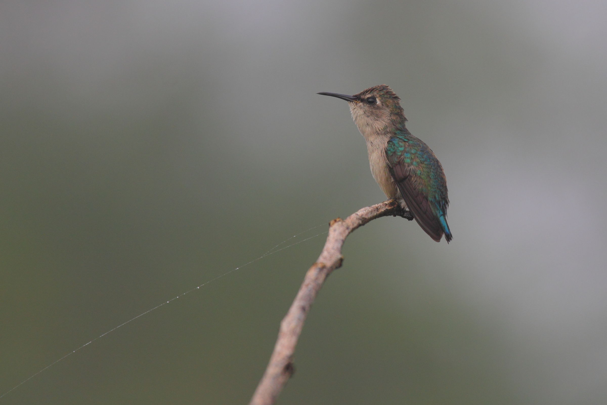 Zunzuncito the piùpiccolo the world