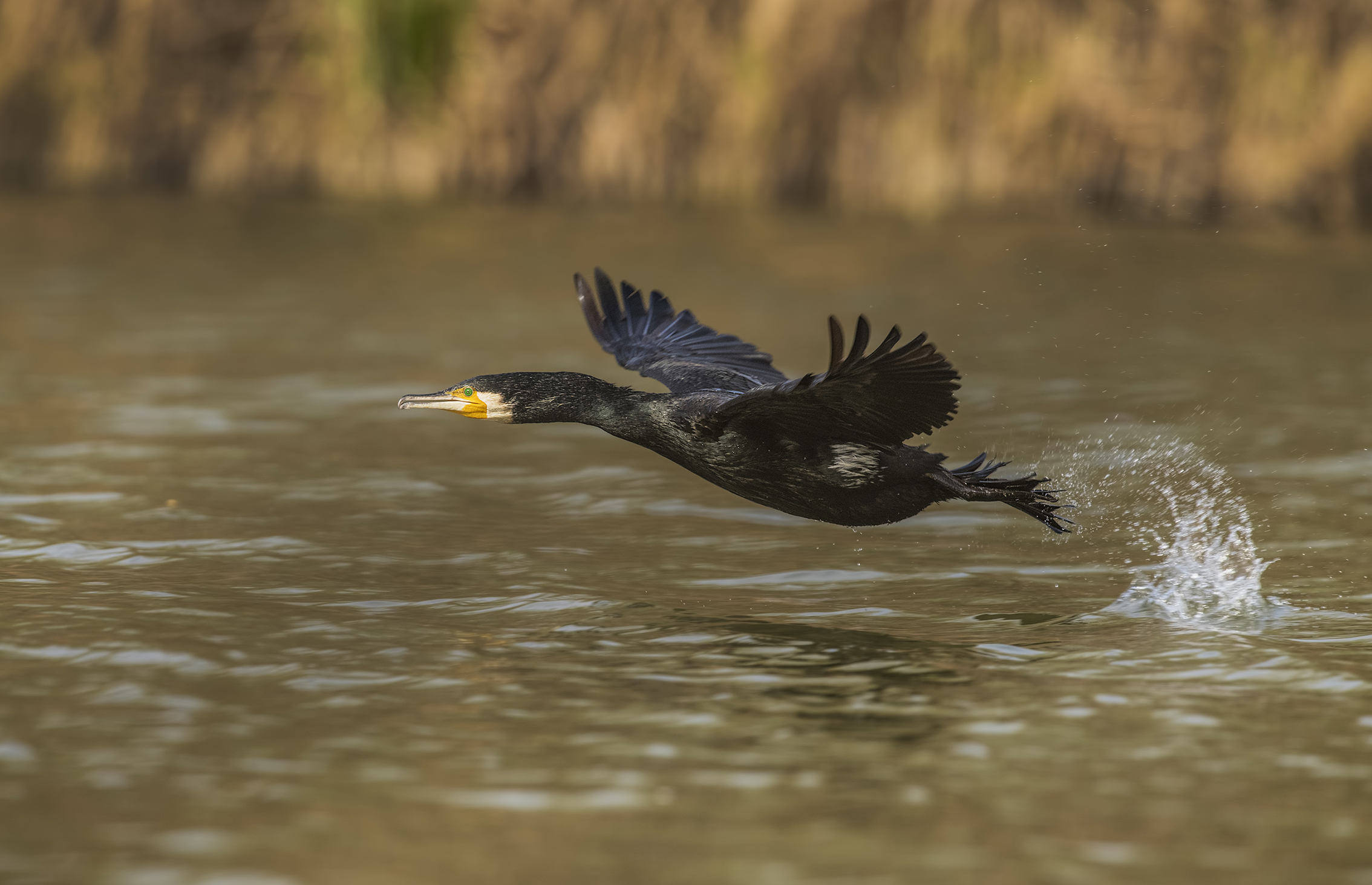 decollo del cormorano