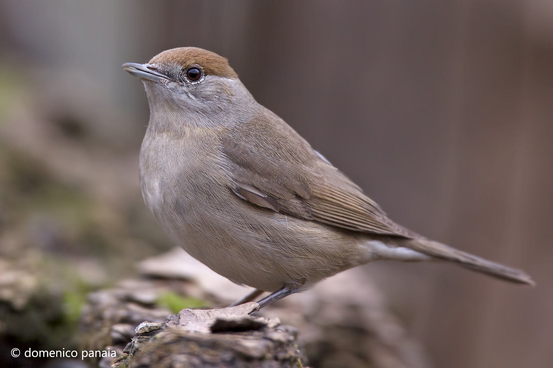 Blackcap
