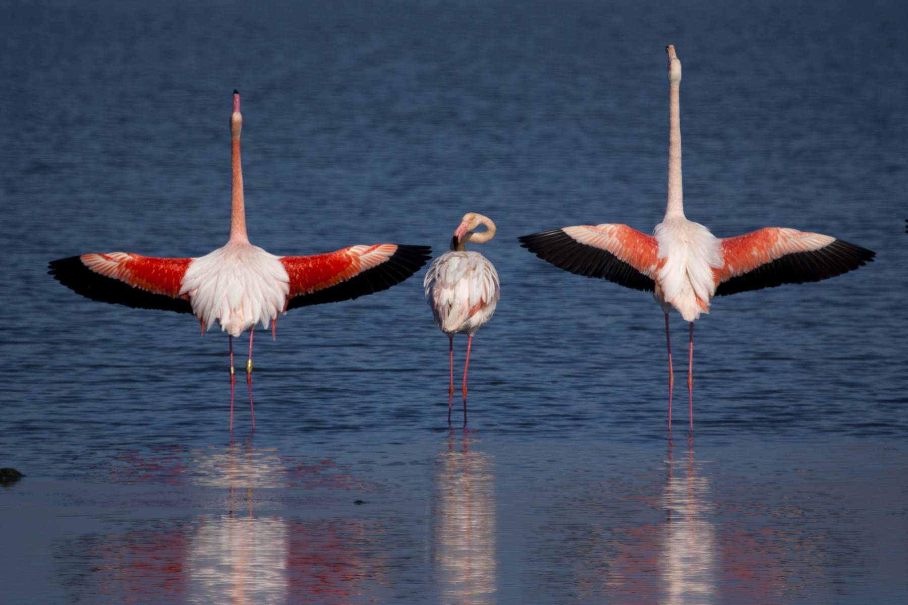 parata nuziale dei fenicotteri