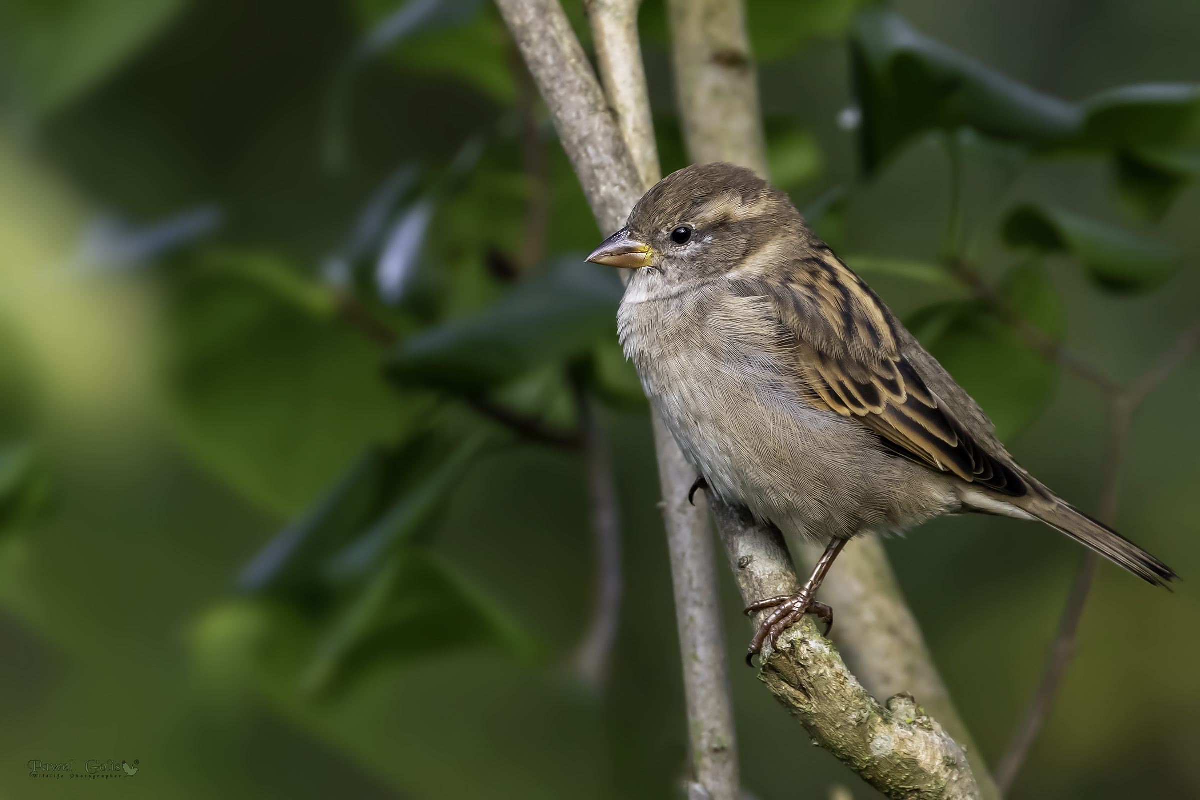 Passero di casa (Passer domesticus)