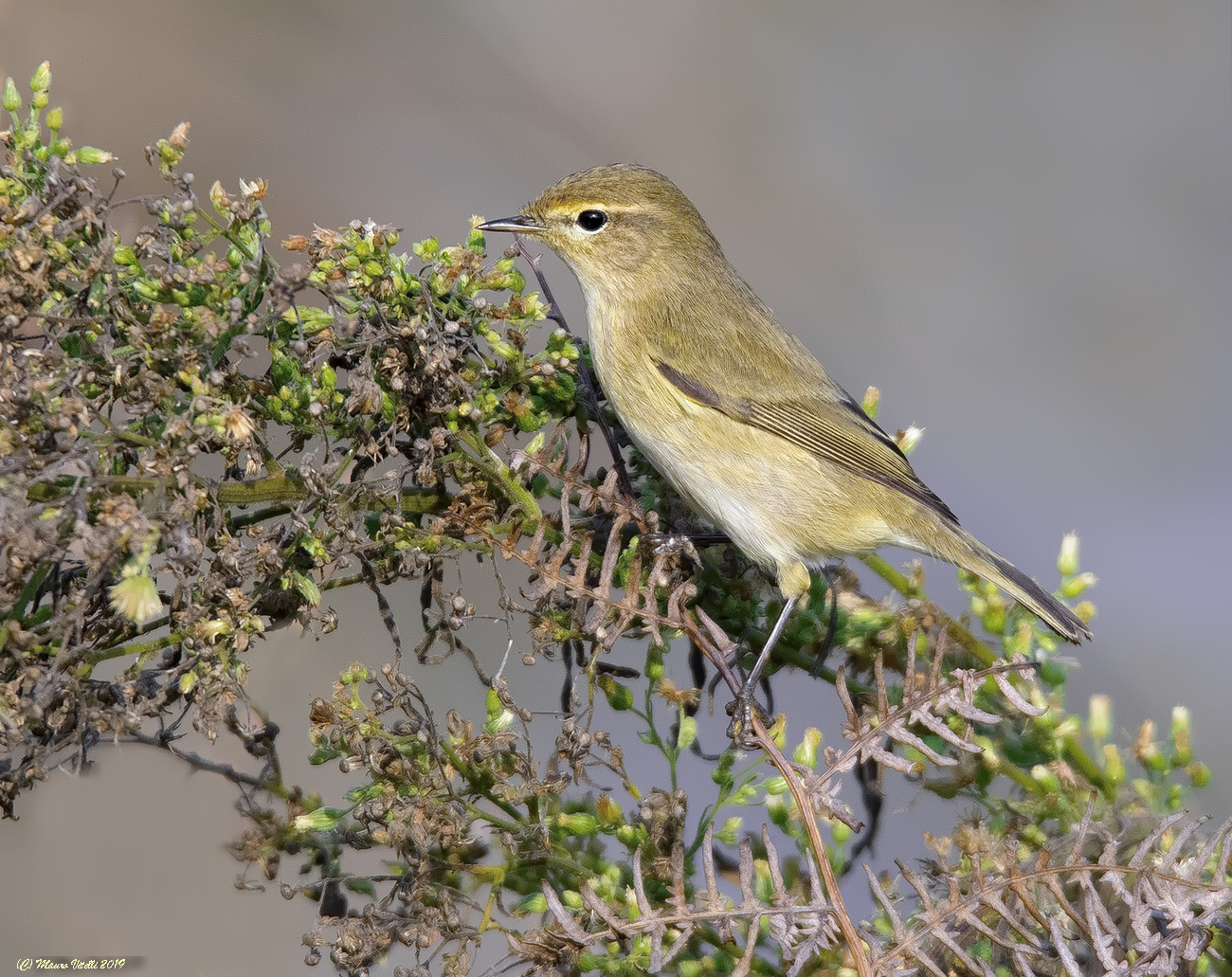 Luì Piccolo (Phylloscopus collybita)