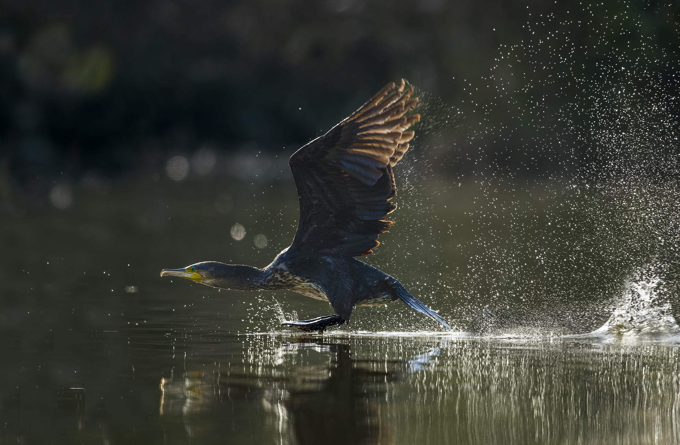 cormorant on takeoff