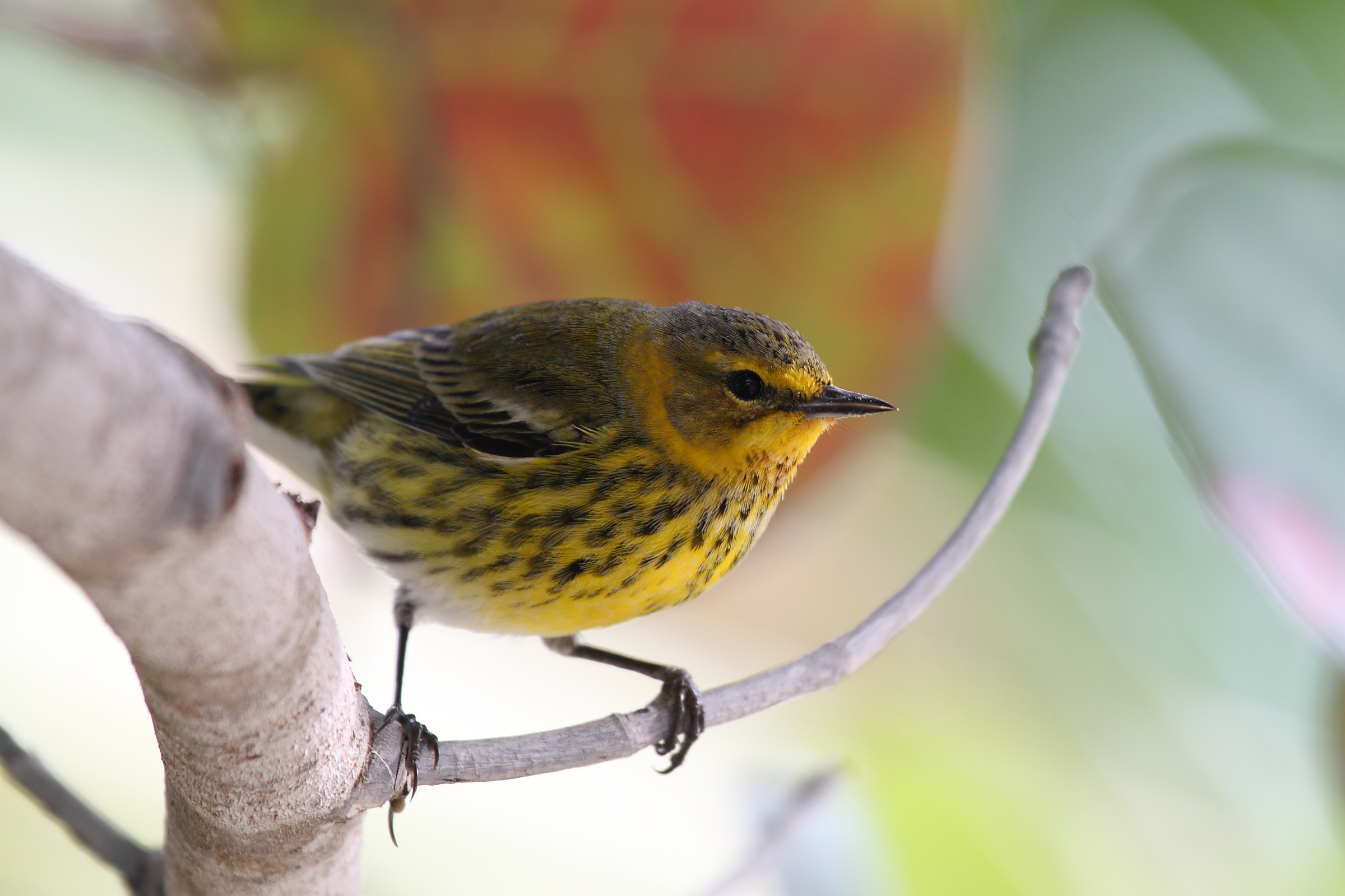 Dendroica di Capo May