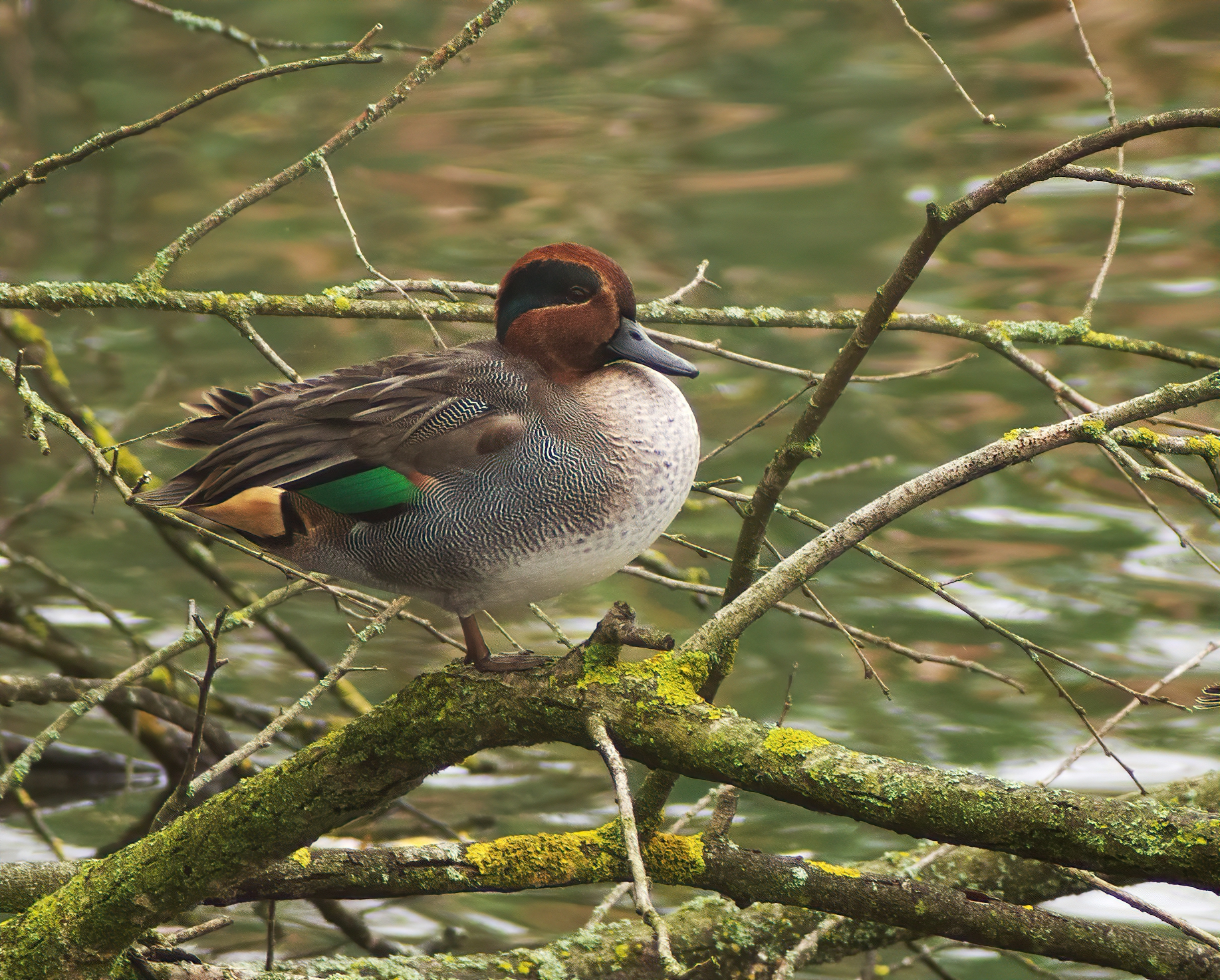 The Tree of The Risers