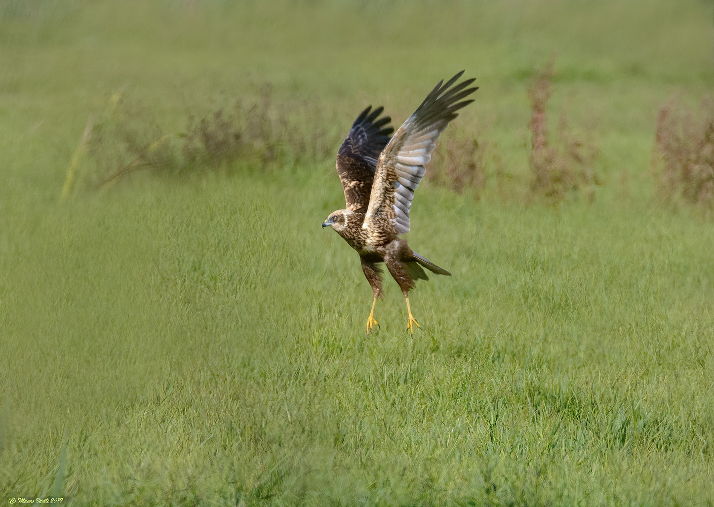 Falco di palude, maschio (Circus aeruginosus)