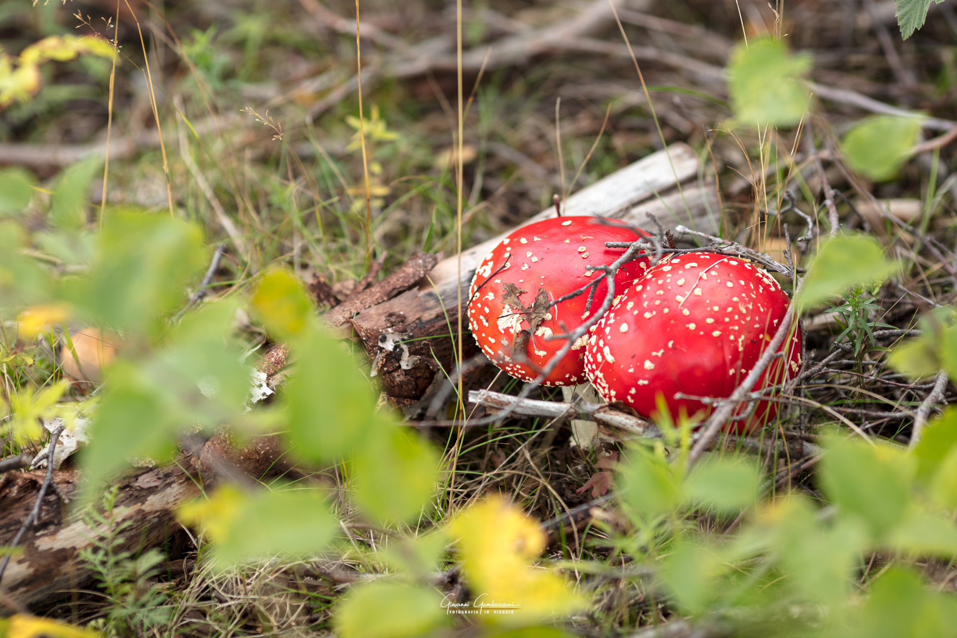 2019 September, Autumn in Lapland