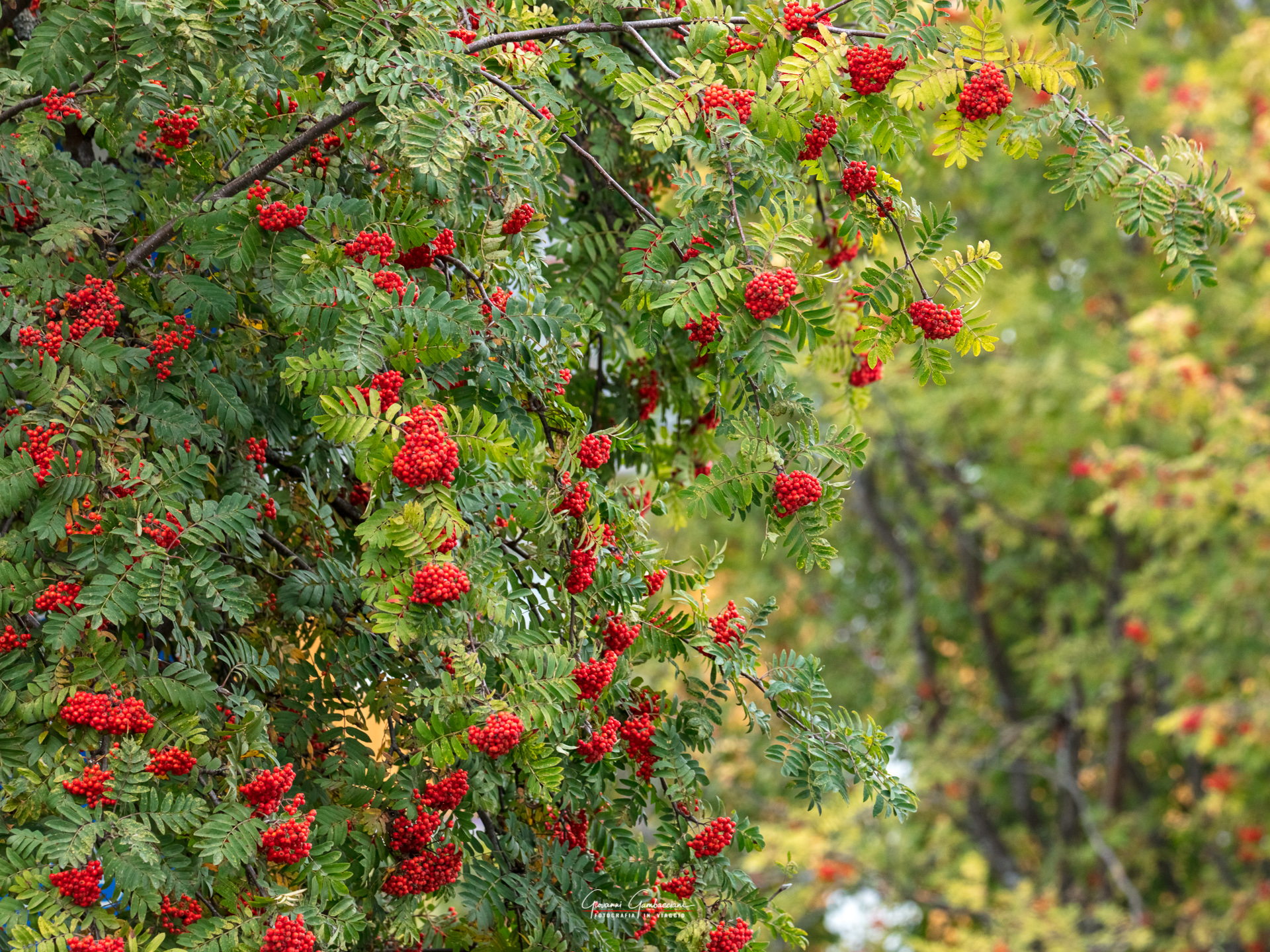 2019 September, Autumn in Lapland
