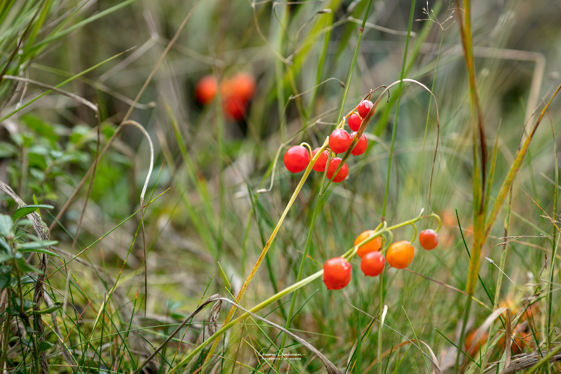 2019 September, Autumn in Lapland