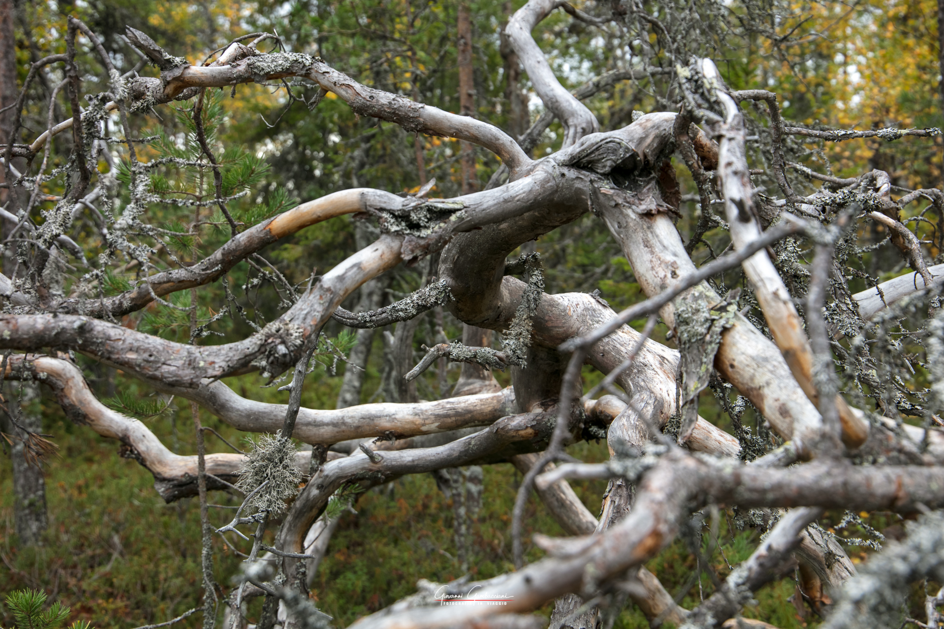2019 September, Autumn in Lapland