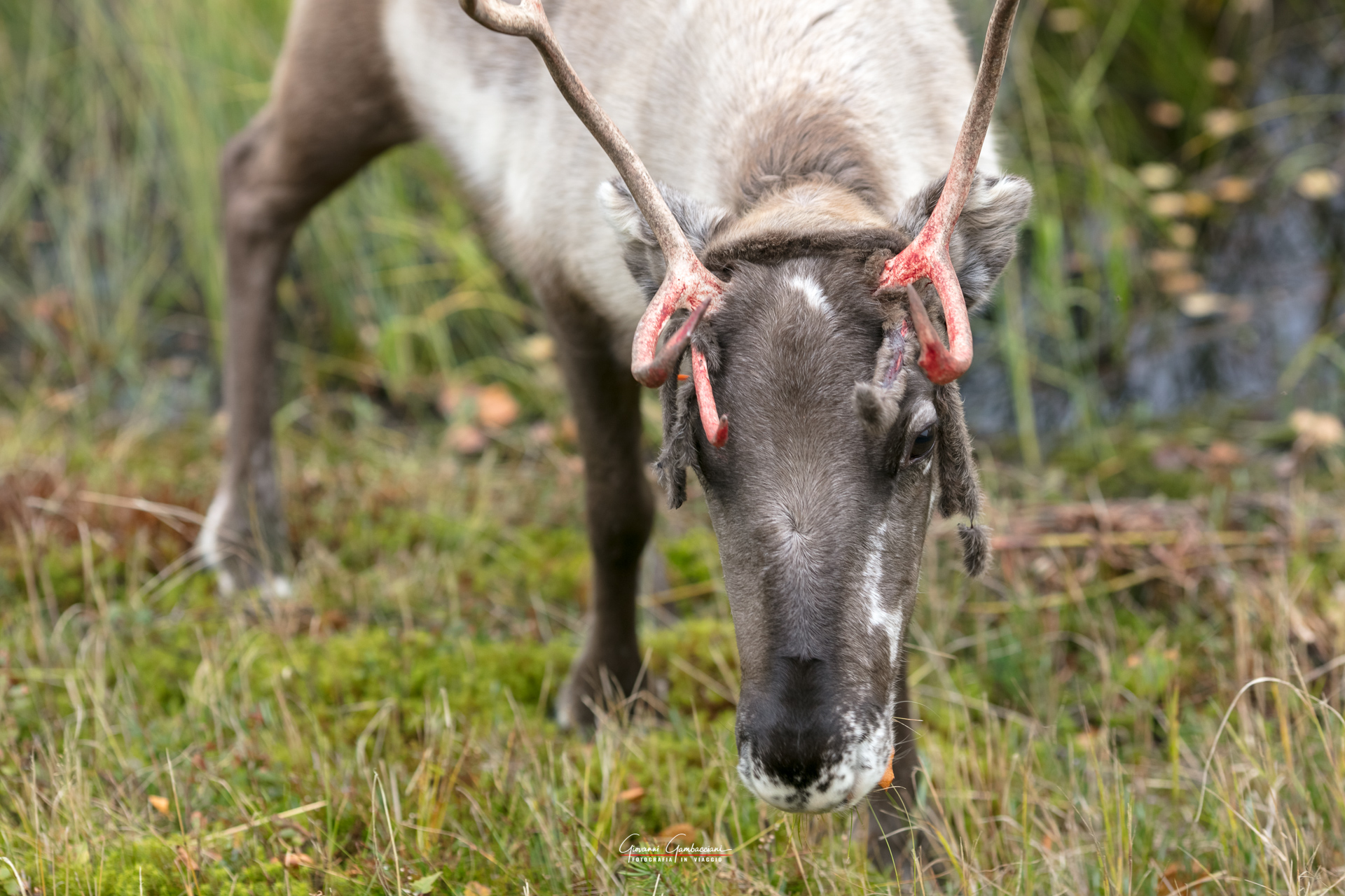 2019 September, Autumn in Lapland